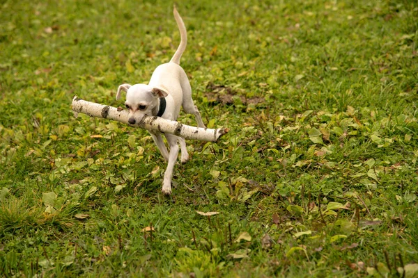 Маленькая Белая Собака Русский Игрушечный Терьер Несет Огромную Березовую Палку Стоковое Изображение