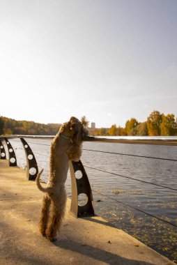İrlanda usulü, buğday kaplı teriyer. Yumuşak bir köpek korkuluğa eğilir ve güneşli bir sonbahar gününde nehire bakar..