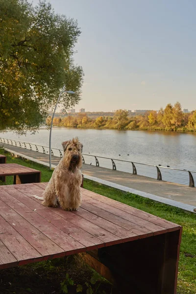 Irish soft coated wheaten terrier. A fluffy dog sits on the embankment and looks at the river. Sunny autumn day.