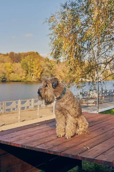 Irish soft coated wheaten terrier. A fluffy dog sits on the embankment and looks at the river. Sunny autumn day.