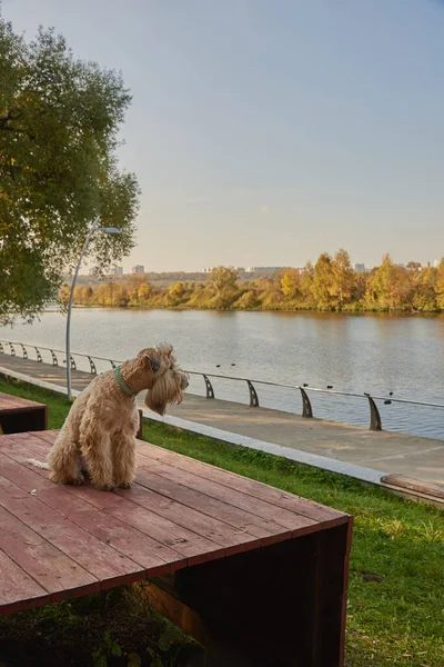 Irish soft coated wheaten terrier. A fluffy dog sits on the embankment and looks at the river. Sunny autumn day.