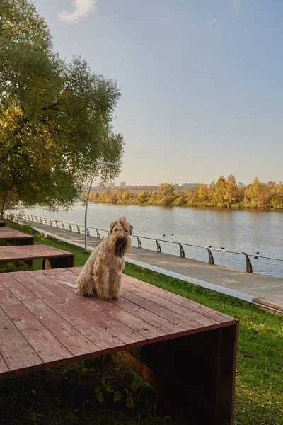 Irish soft coated wheaten terrier. A fluffy dog sits on the embankment and looks at the river. Sunny autumn day.