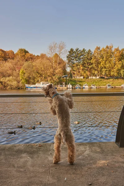 Irish soft coated wheaten terrier.A fluffy dog leans on the parapet and looks at ducks swimming in the river on a sunny autumn day.