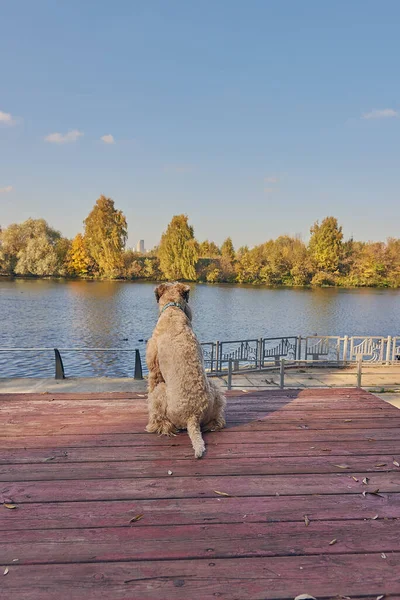 Irish soft coated wheaten terrier. A fluffy dog sits on the embankment and looks at the river. Sunny autumn day.
