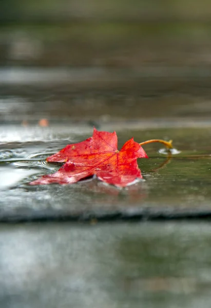 专注于枫叶的一部分 秋天的背景一片明亮的叶子躺在暗湿的木板上 — 图库照片