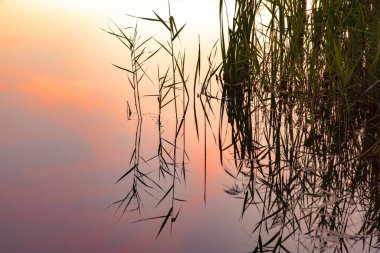 Çimenler gün batımının arka planına karşı suyun yüzeyine yansıyor. Soyut arkaplan.