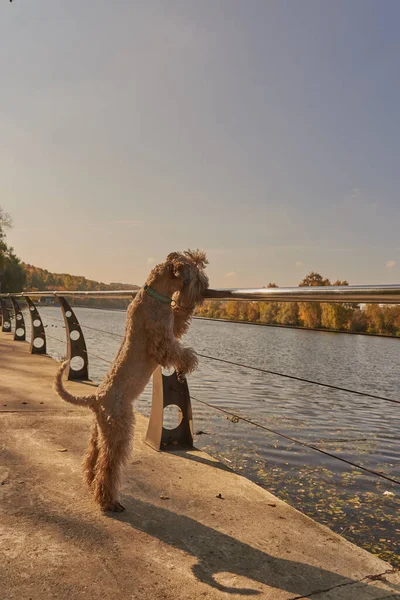 Irish soft coated wheaten terrier. A fluffy dog leans on the parapet and looks at the river on a sunny autumn day.