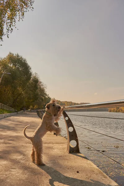 Irish soft coated wheaten terrier. A fluffy dog leans on the parapet and looks at the river on a sunny autumn day.