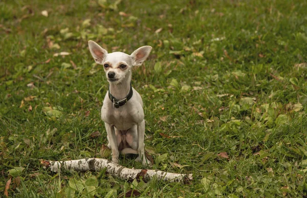 俄罗斯玩具狗 一只悲伤的小白狗正坐在绿草上 — 图库照片