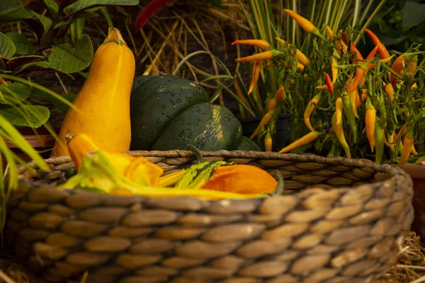 Las Calabazas Brillantes Insólitas Otras Hortalizas Cesta Mimbre — Foto de Stock