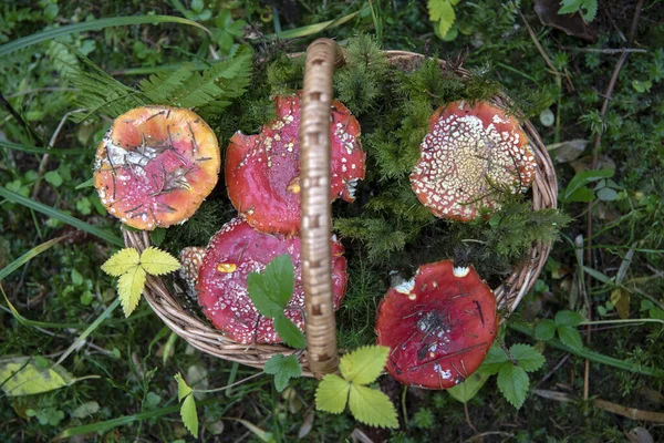 Panier Osier Avec Des Agarics Mouche Brillante Dans Une Clairière — Photo