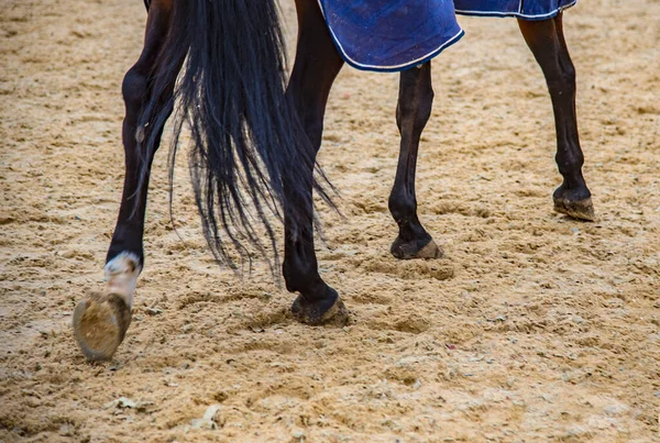 Close Horses Feet Arena While Horse Moving — Stok Foto