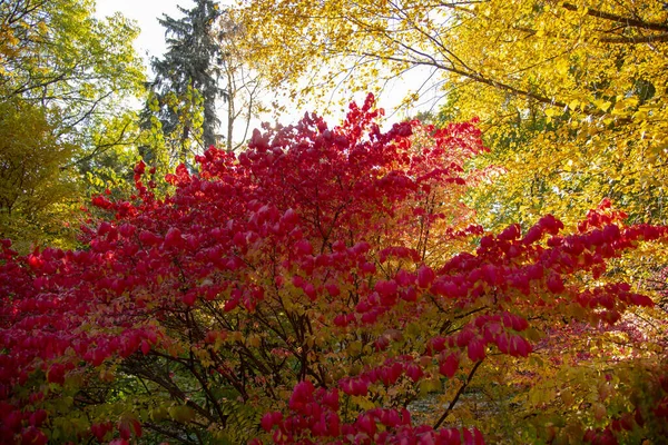 Sarı Ağaçların Arka Planında Kırmızı Yaprakları Olan Parlak Bir Çalı — Stok fotoğraf