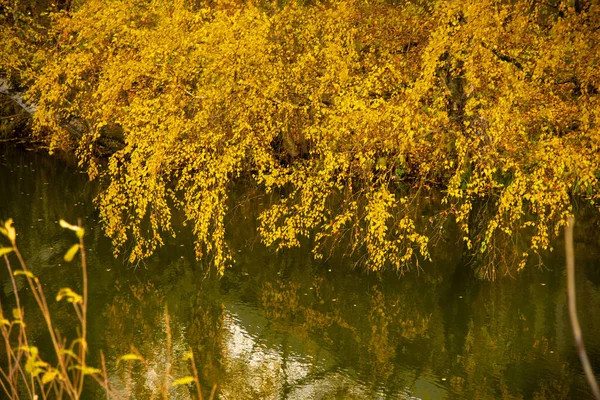 Paisagem Outono Com Bétulas Amarelas Brilhantes Inclinadas Sobre Uma Lagoa — Fotografia de Stock