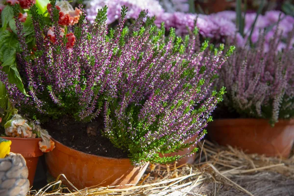 Erica Fiorita Altri Fiori Autunnali Tavolo Ricoperto Paglia Foto Stock