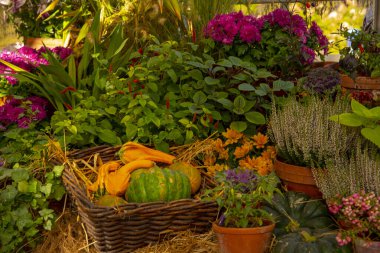 Sonbahar kompozisyonu, güneş ışığıyla aydınlatılmış. Seramik kaplarda çeşitli sonbahar çiçekleri ve sepetlerde sebzeler çuval bezi ve samanla kaplı bir rafta duruyor..