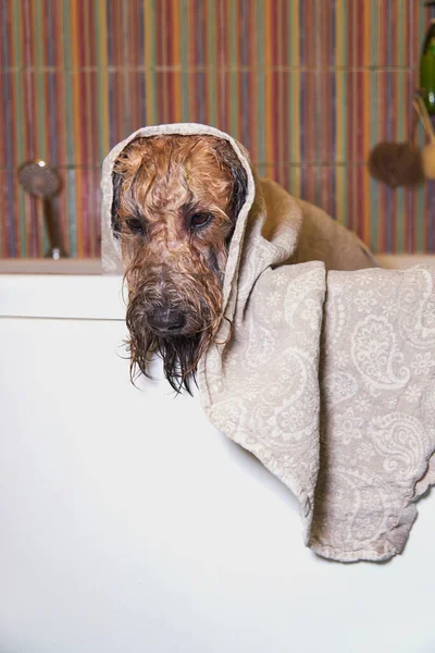 Irish soft coated wheaten terrier. A wet dog, wrapped in a towel, is standing in the bathroom.