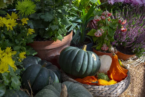 Pumpkins Various Shapes Sizes Autumn Flowers Ceramic Pots Wicker Baskets — Stock Photo, Image
