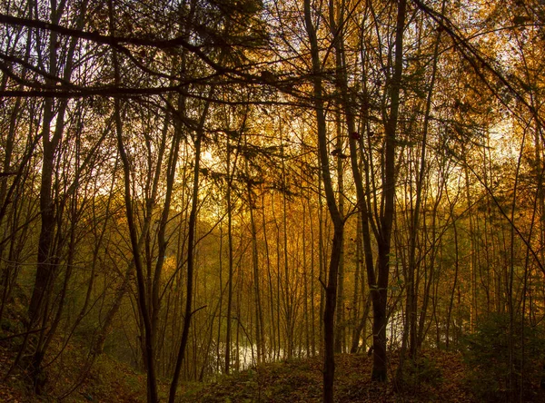 Der See scheint durch die dichten Äste der Bäume. — Stockfoto