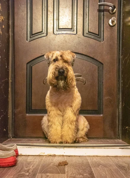 Kızıl saçlı bir köpek koridorda oturuyor. Kapının yanında, yürümeyi bekliyor..