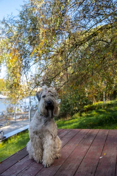 Irish soft coated wheaten terrier. A fluffy dog sits on a wooden deck in an autumn park and looks at the camera.