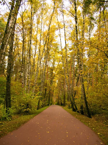 Fußweg Zwischen Herbstbäumen Ein Spaziergang Einem Öffentlichen Park — Stockfoto