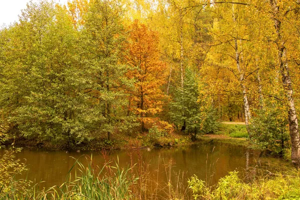 Herbstlandschaft Bäume Mit Vergilbtem Laub Spiegeln Sich Teich — Stockfoto