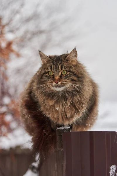 Big Fluffy Mottled Cat Sits Fence Village House Cloudy Winter — Stock Photo, Image