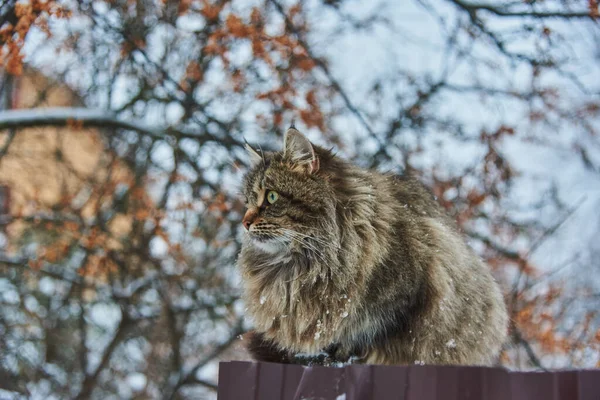 Gran Gato Moteado Mullido Sienta Una Cerca Cerca Cerca Una — Foto de Stock