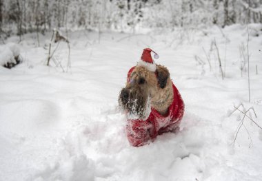 İrlanda usulü, buğday kaplı teriyer. Kırmızı takım elbiseli tüylü kırmızı bir köpek, karla kaplı bir ormanda poz veriyor..