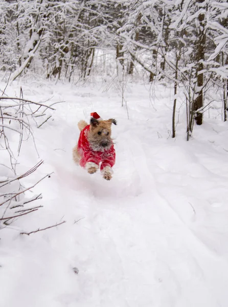 Irish soft coated wheaten terrier. A fluffy red dog in a New Year\'s red suit poses in a snow-covered forest.