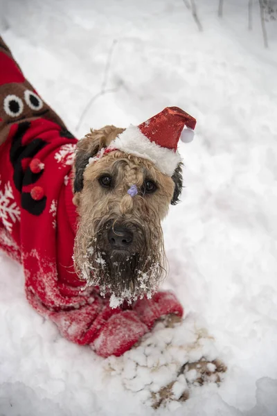 Irish soft coated wheaten terrier. A fluffy red dog in a New Year\'s red suit poses in a snow-covered forest.