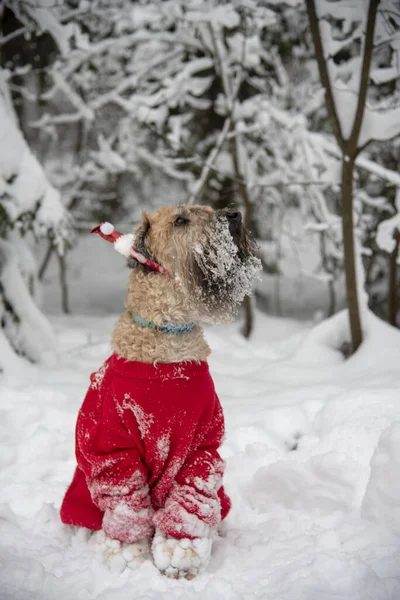 Irish soft coated wheaten terrier. A fluffy red dog in a New Year's red suit poses in a snow-covered forest.