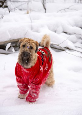 İrlanda usulü, buğday kaplı teriyer. Kırmızı takım elbiseli tüylü kırmızı bir köpek, karla kaplı bir ormanda poz veriyor..