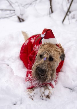 İrlanda usulü, buğday kaplı teriyer. Kırmızı takım elbiseli tüylü kırmızı bir köpek, karla kaplı bir ormanda poz veriyor..