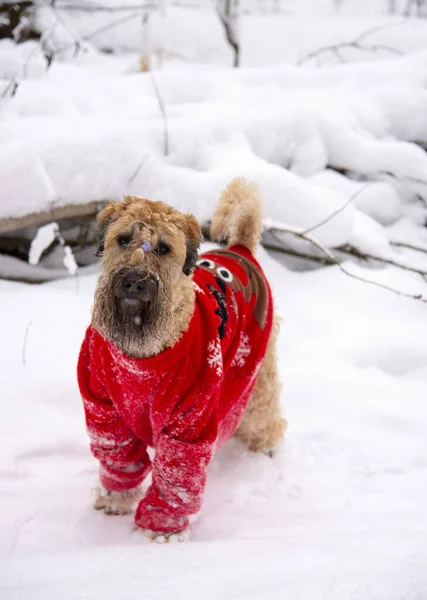 İrlanda usulü, buğday kaplı teriyer. Kırmızı takım elbiseli tüylü kırmızı bir köpek, karla kaplı bir ormanda poz veriyor..