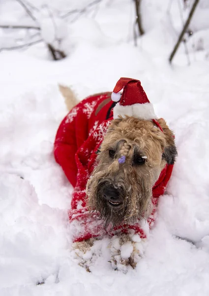 İrlanda usulü, buğday kaplı teriyer. Kırmızı takım elbiseli tüylü kırmızı bir köpek, karla kaplı bir ormanda poz veriyor..