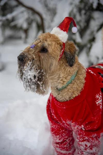 İrlanda usulü, buğday kaplı teriyer. Kırmızı takım elbiseli tüylü kırmızı bir köpek, karla kaplı bir ormanda poz veriyor..
