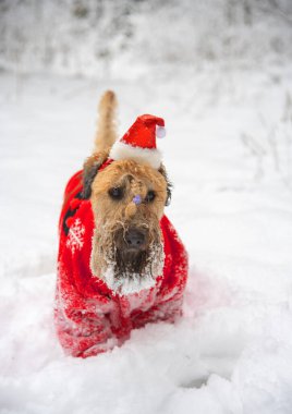 İrlanda usulü, buğday kaplı teriyer. Kırmızı takım elbiseli tüylü kırmızı bir köpek, karla kaplı bir ormanda poz veriyor..