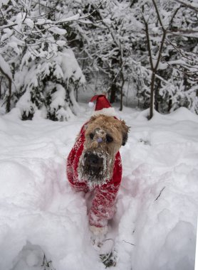 İrlanda usulü, buğday kaplı teriyer. Kırmızı takım elbiseli tüylü kırmızı bir köpek, karla kaplı bir ormanda poz veriyor..