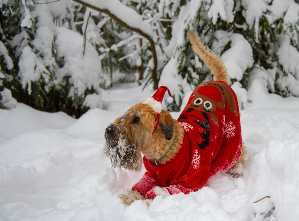 Ирландский Пшеничный Терьер Мягким Покрытием Пушистая Красная Собака Новогоднем Красном — стоковое фото