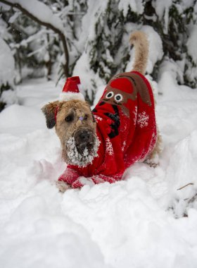 İrlanda usulü, buğday kaplı teriyer. Kırmızı takım elbiseli tüylü kırmızı bir köpek, karla kaplı bir ormanda poz veriyor..