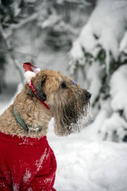 İrlanda usulü, buğday kaplı teriyer. Kırmızı takım elbiseli tüylü kırmızı bir köpek, karla kaplı bir ormanda poz veriyor..