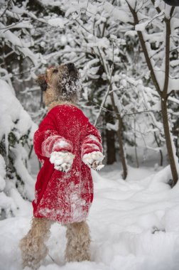 İrlanda usulü, buğday kaplı teriyer. Kırmızı takım elbiseli tüylü kırmızı bir köpek, karla kaplı bir ormanda poz veriyor..