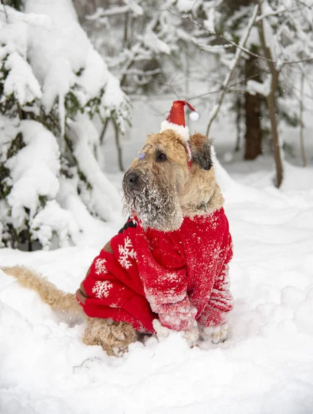 Irish soft coated wheaten terrier. A fluffy red dog in a New Year\'s red suit poses in a snow-covered forest.