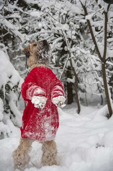 Irish soft coated wheaten terrier. A fluffy red dog in a New Year\'s red suit poses in a snow-covered forest.
