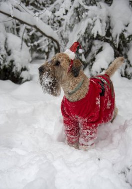 İrlanda usulü, buğday kaplı teriyer. Kırmızı takım elbiseli tüylü kırmızı bir köpek, karla kaplı bir ormanda poz veriyor..