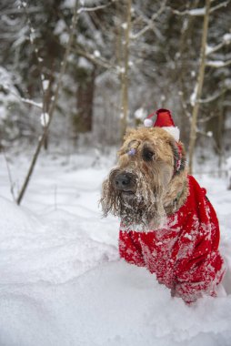 İrlanda usulü, buğday kaplı teriyer. Kırmızı takım elbiseli tüylü kırmızı bir köpek, karla kaplı bir ormanda poz veriyor..