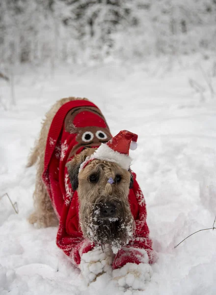 Irish Soft Coated Wheaten Terrier Perro Rojo Esponjoso Traje Rojo —  Fotos de Stock