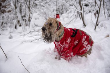 İrlanda usulü, buğday kaplı teriyer. Kırmızı takım elbiseli tüylü kırmızı bir köpek, karla kaplı bir ormanda poz veriyor..